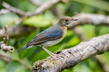 Siberian Blue Robin Blue birds found in Sabah, Borneo