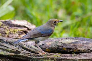 Siberian Blue Robin Blue birds found in Sabah, Borneo