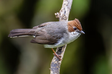 Nature wildlife endemic bird of borneo Chestnut Crested Yuhina on perch at Sabah, Borneo