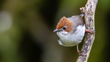 Nature wildlife endemic bird of borneo Chestnut Crested Yuhina on perch at Sabah, Borneo