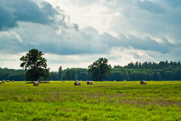 green field on the background of the sky with clouds. rural landscape