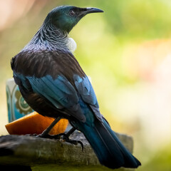 New Zealand native songbird, Tui 