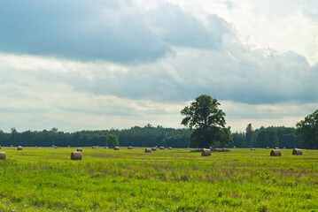 Fototapeta na wymiar green field on the background of the sky with clouds. rural landscape