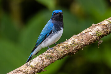 Obraz premium Blue-and-white Flycatcher, Japanese Flycatcher male blue and white color perched on a tree