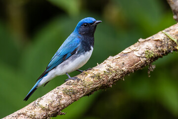 Blue-and-white Flycatcher, Japanese Flycatcher male blue and white color perched on a tree