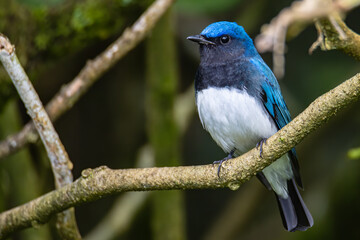 Obraz premium Blue-and-white Flycatcher, Japanese Flycatcher male blue and white color perched on a tree