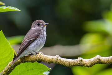 Fototapeta premium Nature wildlife bird species of Little Pied Flycatcher on perched on a tree branch found in Borneo, Sabah,Malaysia with nature wildlife background