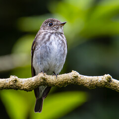 Nature wildlife bird species of Little Pied Flycatcher on perched on a tree branch found in Borneo, Sabah,Malaysia with nature wildlife background