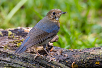 Siberian Blue Robin Blue birds found in Sabah, Borneo