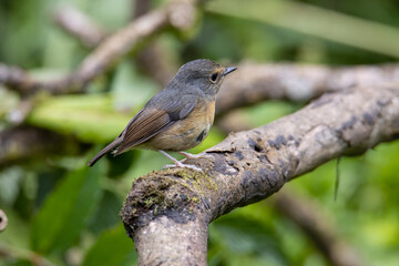 Nature wildlife bird species of Snowy browed flycatcher perch on branch which is found in Borneo