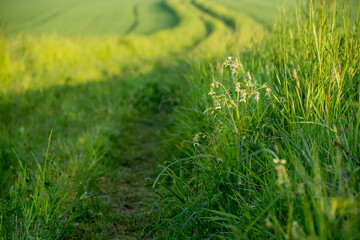 polna droga między zielonymi polami uprawnymi