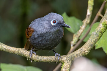 Nature wildlife image of Sunda laughingthrush (Garrulax palliatus) is a species of birds at tropical moist montane forests.