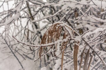 snow on the branches