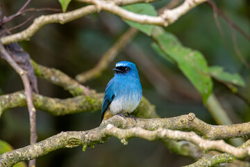 Nature wildlife image of beautiful bird rufous vented paradise flycatcher.