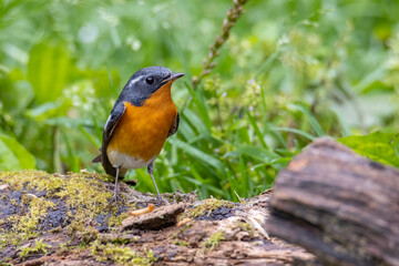 A Migration bird (Mugimaki Flycatcher) on the branch found in Sabah Borneo