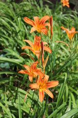 Fototapeta premium orange lily in the garden