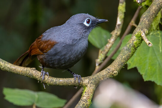 Nature wildlife image of Sunda laughingthrush (Garrulax palliatus) is a species of birds at tropical moist montane forests.