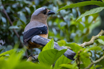 Beautiful huge bird called Bornean Treepie (Dendrocitta Cinerascen) known also endemic to Borneo Island