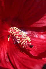 red flower closeup