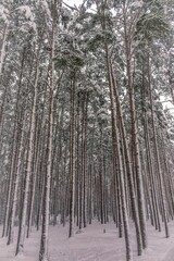 Fototapeta premium forest in winter