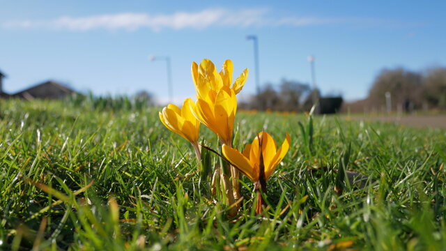 Flowers calling spring - yellow crocus mammoth with writing space - close up
