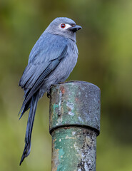 Nature wildlife image of An Ashy Drongo bird