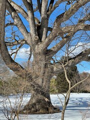 tree in the snow