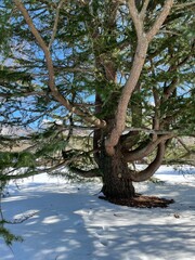 tree in the snow