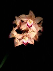 orchid isolated dark background