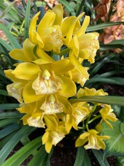 Yellow orchids in the garden