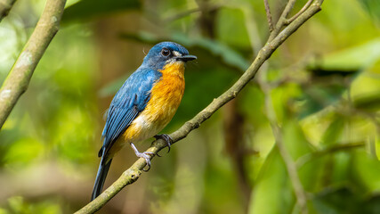 Beautiful bird of Mangrove Blue Flycatcher (Cyornis rufigastra) in Natural tropical Mangrove forest