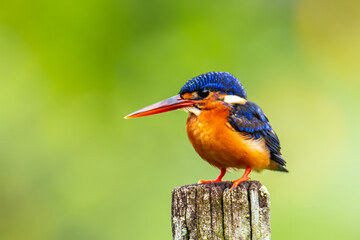 Beautiful blue-eared kingfisher bird (Alcedo meninting) sitting on branch