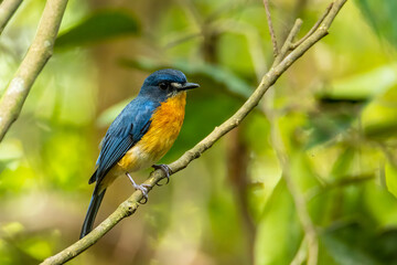 Fototapeta premium Beautiful bird of Mangrove Blue Flycatcher (Cyornis rufigastra) in Natural tropical Mangrove forest