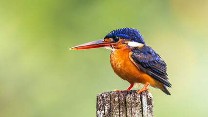 Beautiful blue-eared kingfisher bird (Alcedo meninting) sitting on branch