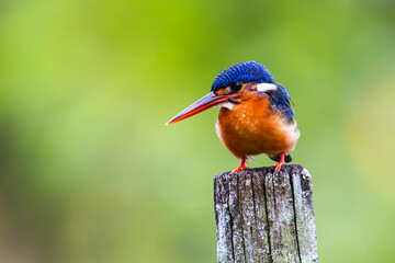 Beautiful blue-eared kingfisher bird (Alcedo meninting) sitting on branch
