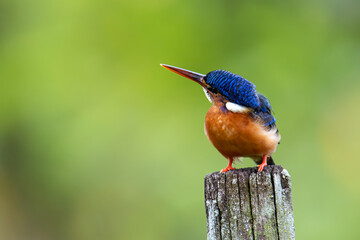 Beautiful blue-eared kingfisher bird (Alcedo meninting) sitting on branch