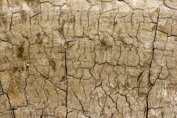 The surface of an old wood for natural background