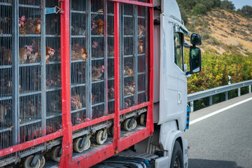 Truck with cages for transporting animals, loaded with chickens to the slaughterhouse. © M. Perfectti