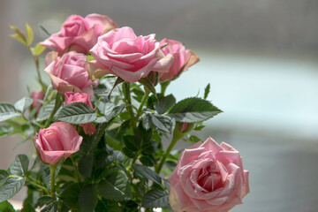 A potted pink miniature rose on the windowsill.