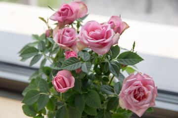 A potted pink miniature rose on the windowsill.