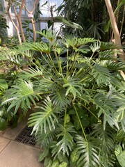 Philodendron plant © nunu