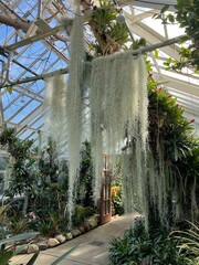 hanging vines in a greenhouse arboretum