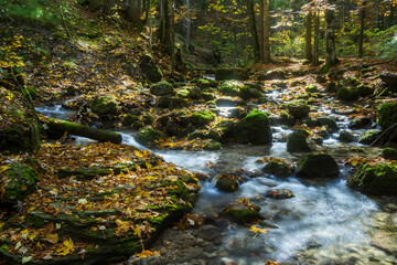rocky water stream through forest in autumn