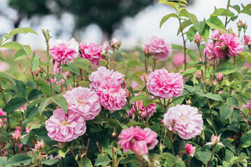 Beautiful pink roses in garden in bloom