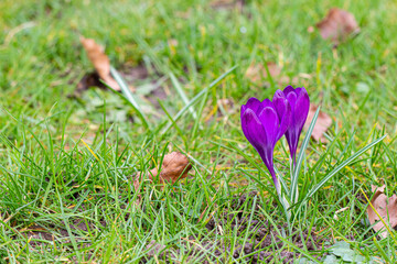 Beautiful Crocuses, one of the first spring flowers.