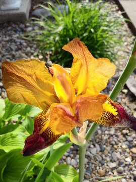 Maroon and gold Iris