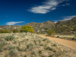 Mesquite tree in a desert landscape