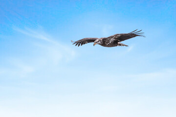 Fototapeta premium Juvenile bald eagle in flight under blue sky