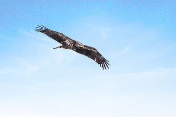 Juvenile bald eagle in flight under blue sky