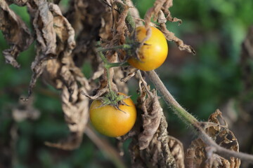 apples on tree